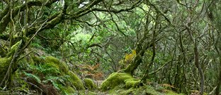 La Gomera