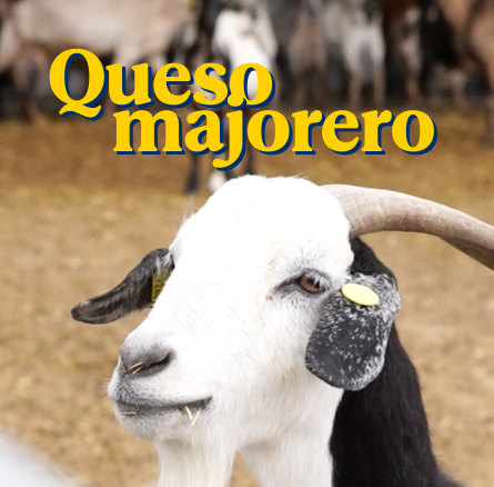 26/05/2025_Día-de-Canarias_Fuerteventura