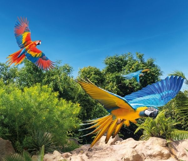 Entradas Loro Parque