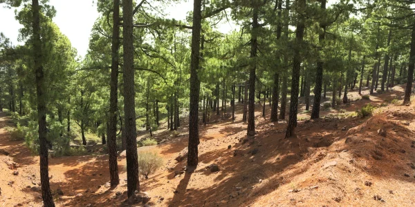La Palma: Parque Natural de Cumbre Vieja