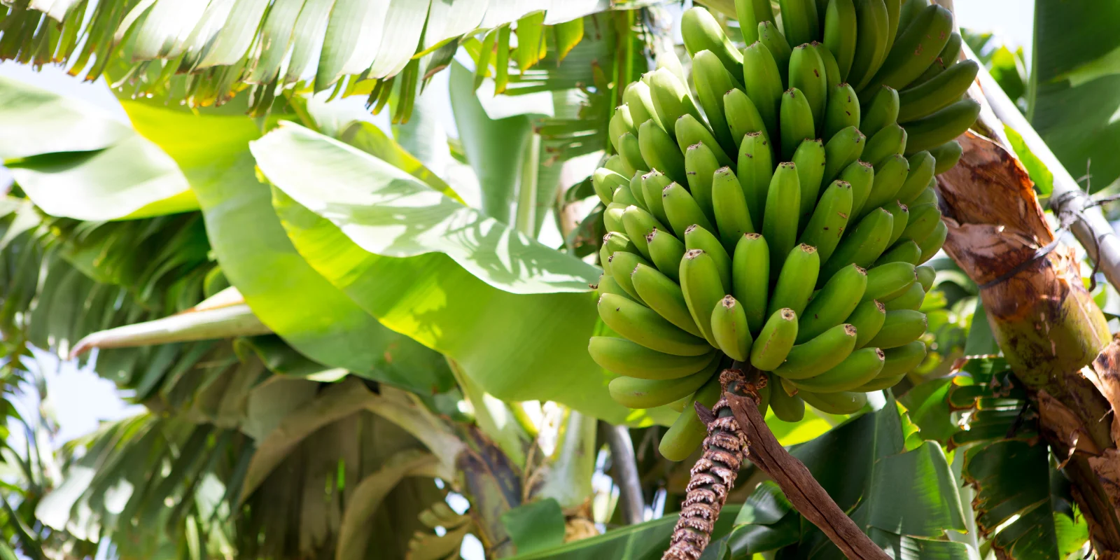 Imagen de encabezado de qué ver en Canarias, representando una piña de plátanos en una platanera