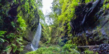 Paisaje de La Palma con montañas, bosques y cielo estrellado