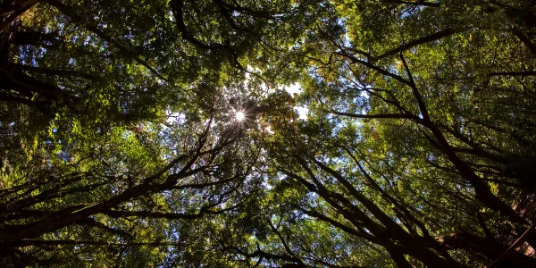 Bosque de Laurisilva en el Parque Nacional de Garajonay