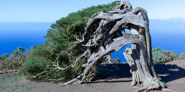 Sabina con tronco y ramas retorcidos por el viento en El Hierro