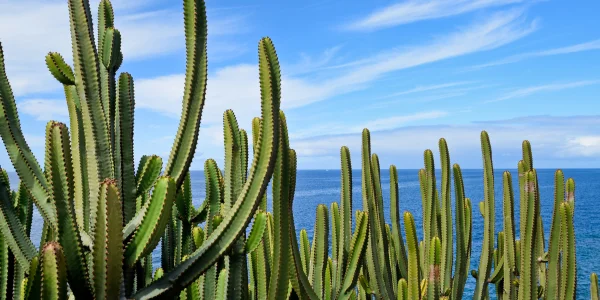 Imagen de unos cardones, en la costa de Canarias