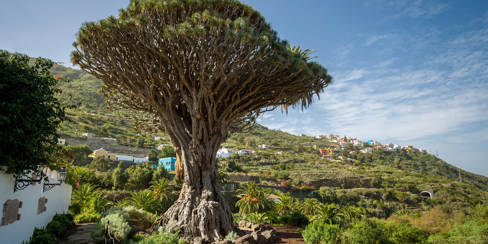 Drago Milenario en Icod de los Vinos, Tenerife