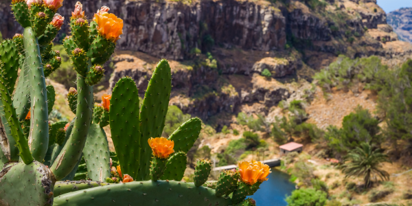 Paisaje de La Gomera con valles verdes, montañas y acantilados costeros