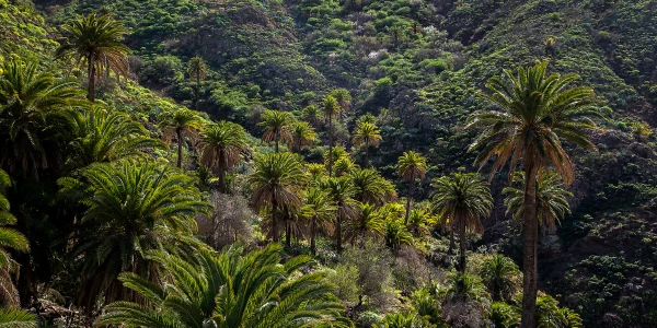 Valle en La Gomera con terrazas agrícolas, montañas y vegetación verde