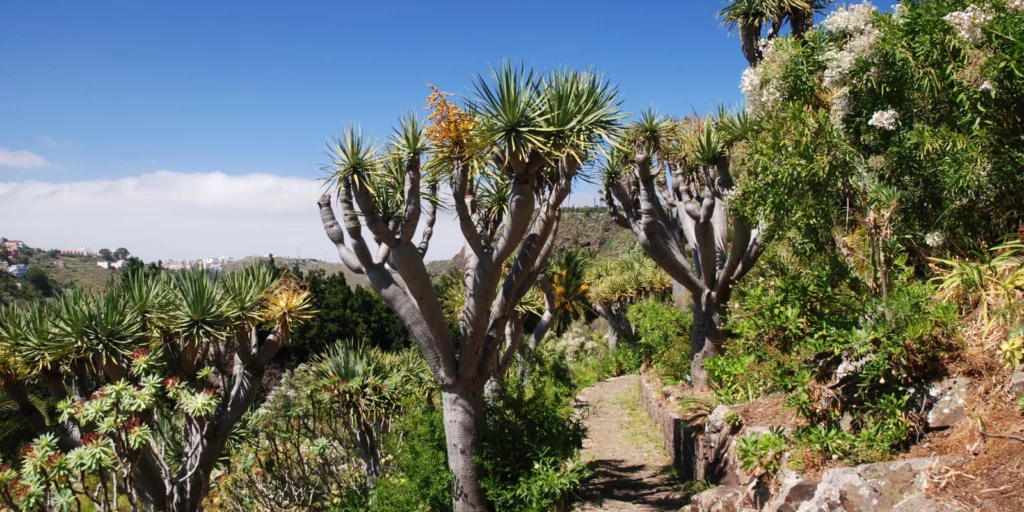 Jardín Canario en Gran Canaria con senderos, flora autóctona y montañas de fondo