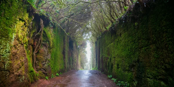 Túnel de las Hadas en Anaga con vegetación y sendero natural