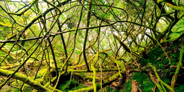 Sendero de la Ruta de los Sentidos con vistas panorámicas del Parque Rural de Anaga
