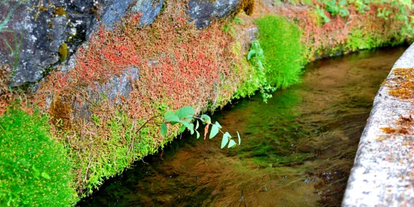 Sendero Marcos y Cordero con túneles y vegetación frondosa en La Palma