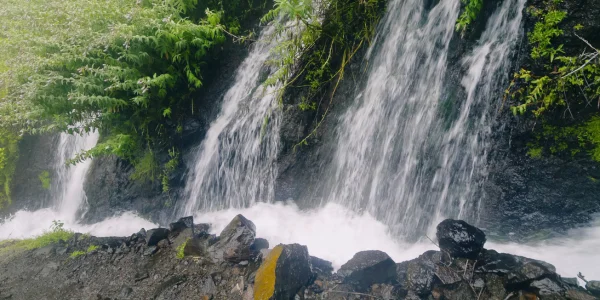Vegetación de laurisilva y agua en el sendero Marcos y Cordero en La Palma