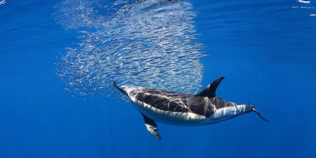Avistamiento de cetáceos en aguas de Canarias con barco y delfines