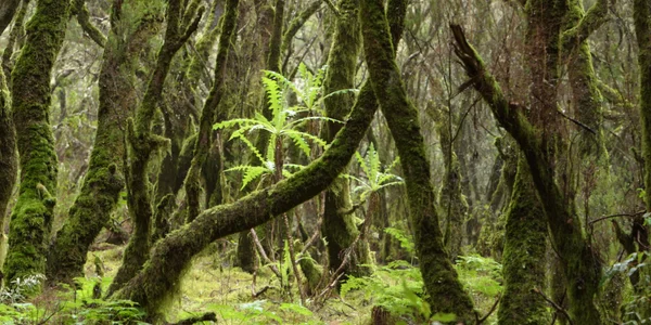 Parque Nacional de Garajonay en La Gomera con bosque de laurisilva