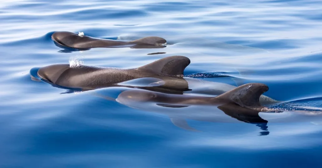 Acantilados de Los Gigantes en Tenerife con avistamiento de cetáceos.