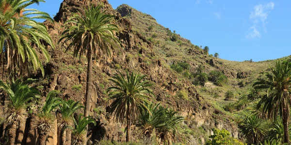 Valle Gran Rey con palmerales, terrazas agrícolas y montañas