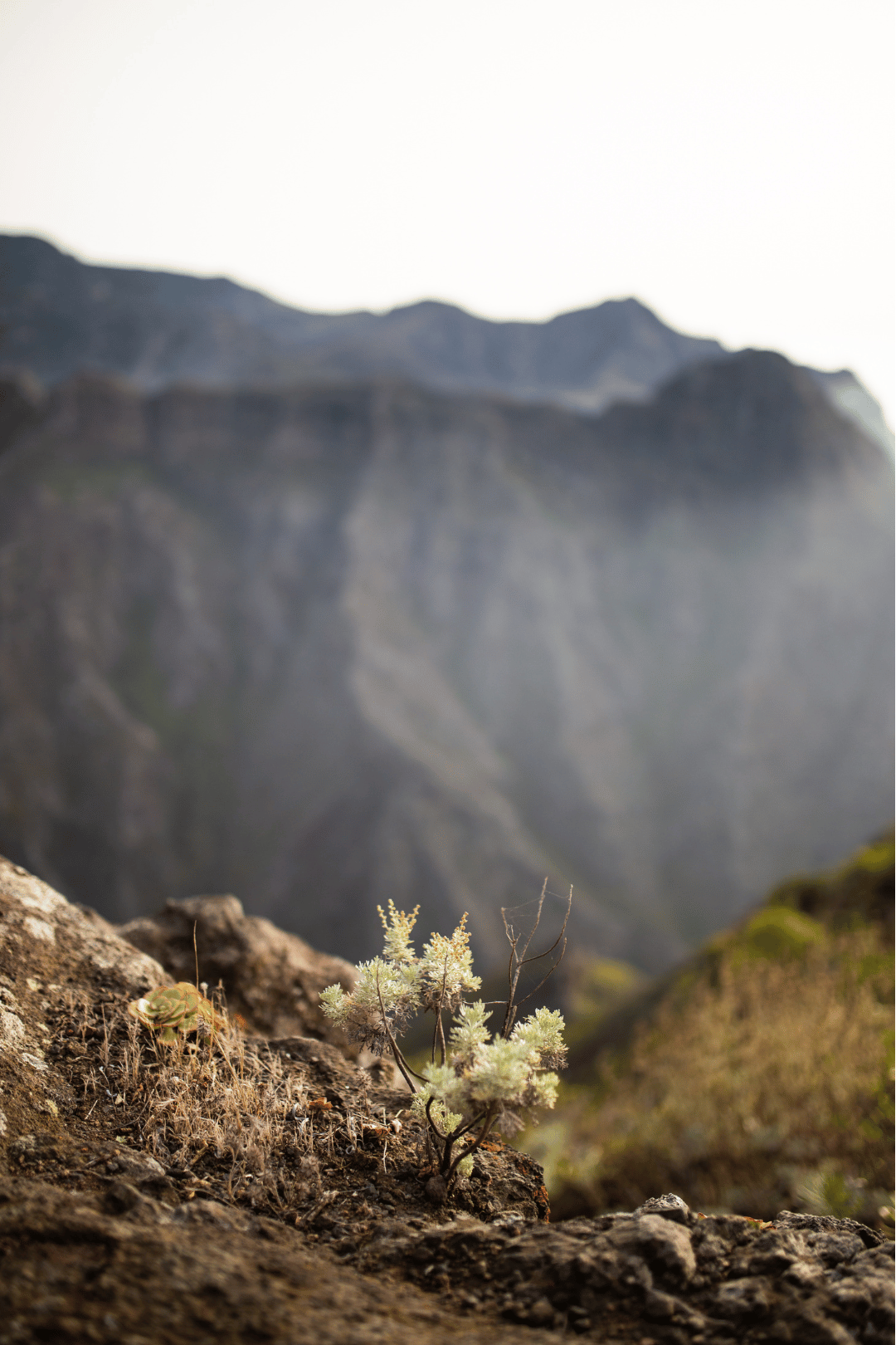 Sendero de Chinamada descendiendo hacia la costa con tabaibas y cardones