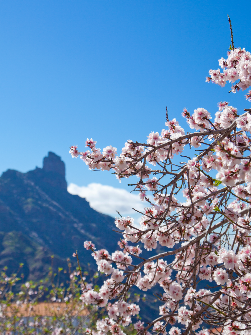 Rama de almendro en flor con pétalos blancos y rosados en Tejeda, Gran Canaria, sobre un fondo de montañas y casas del pueblo.