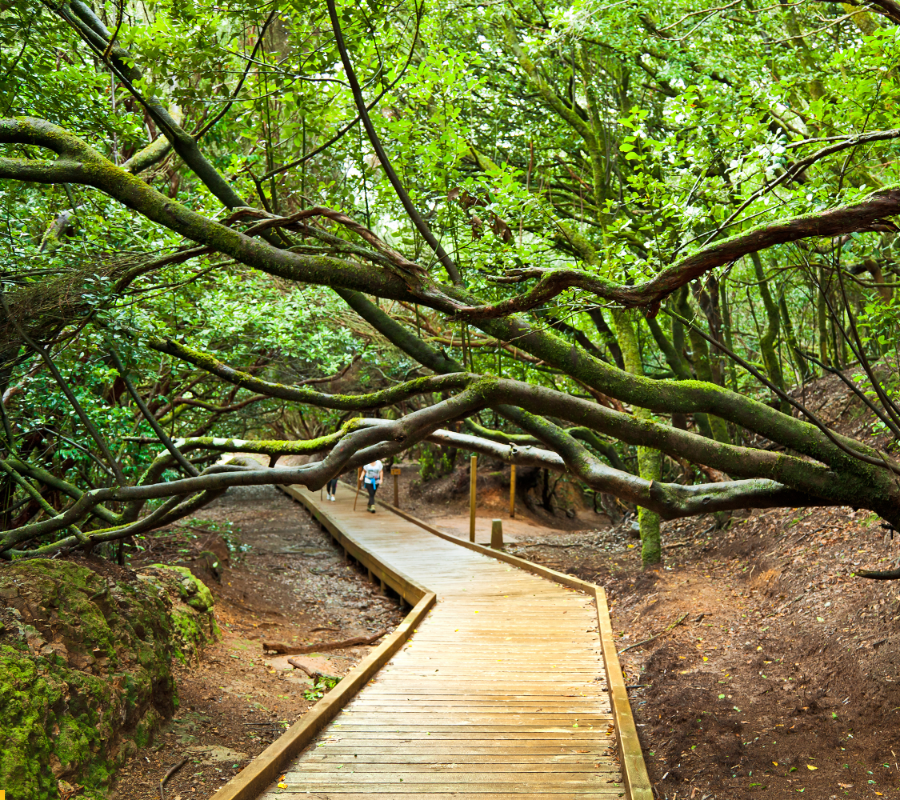Camino estrecho rodeado de bosque de laurisilva en el Parque Rural de Anaga, Tenerife, con vegetación densa y frondosa.