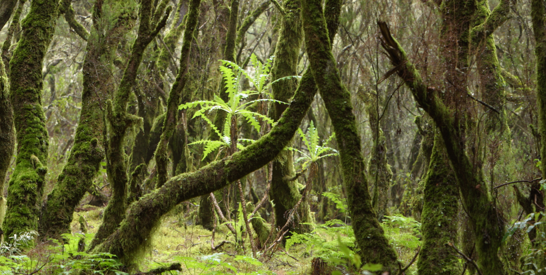 Collage de paisajes de La Gomera mostrando el puerto de San Sebastián, miradores sobre acantilados, senderos en laurisilva y el Valle Gran Rey al atardecer.