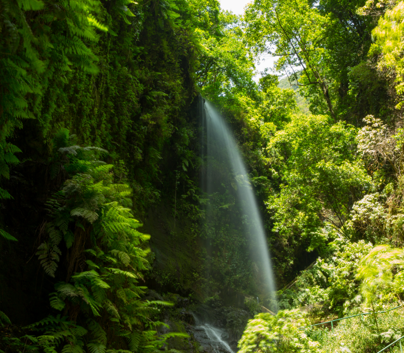 Cascadas de Los Tilos en La Palma, rodeadas de bosque de laurisilva, con agua cayendo entre rocas y vegetación exuberante.