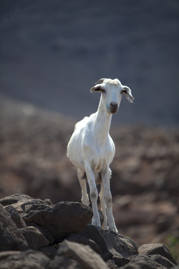 Cabra majorera en sendero de Fuerteventura