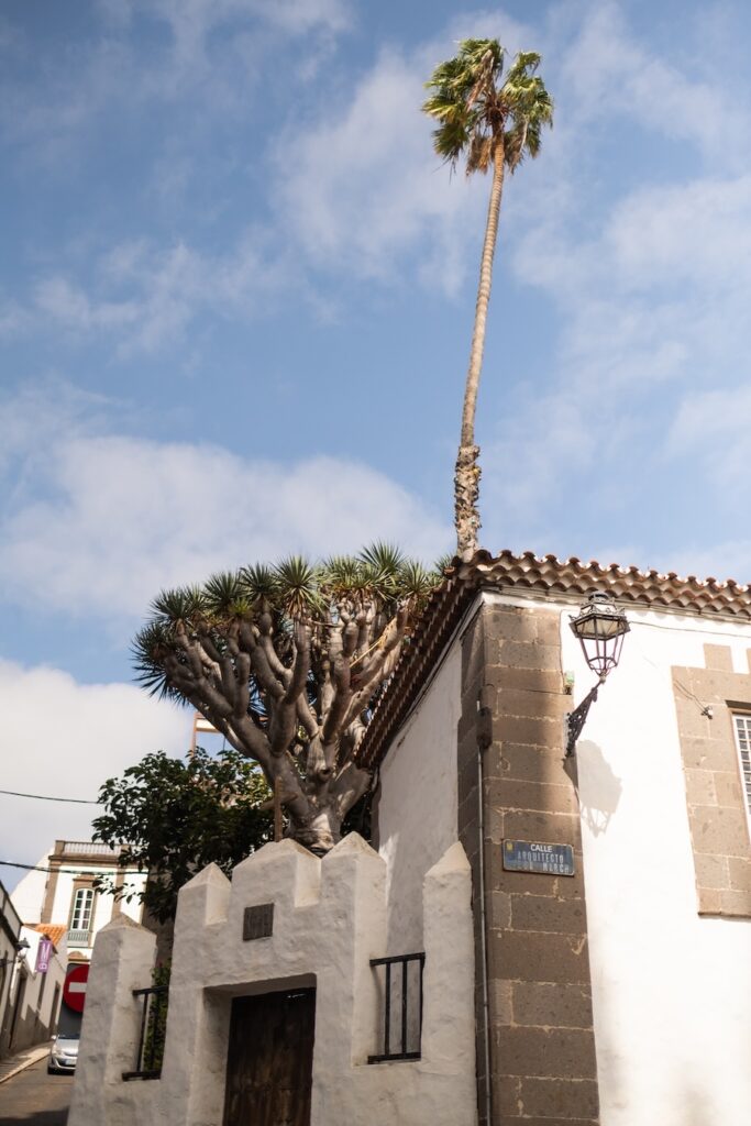Palmera y casa tradicional en Arucas
