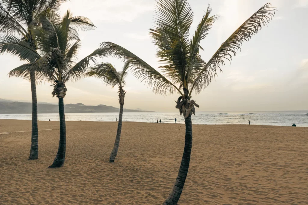 Vista de la playa de Las Canteras con palmeras en primer plano