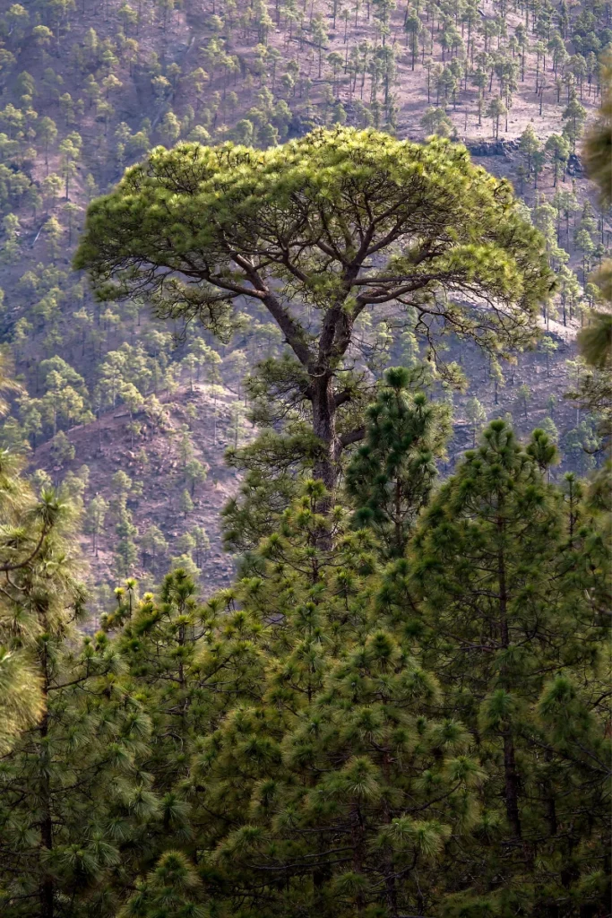 Paisaje natural en Gran Canaria con un árbol sobresaliendo en un barranco