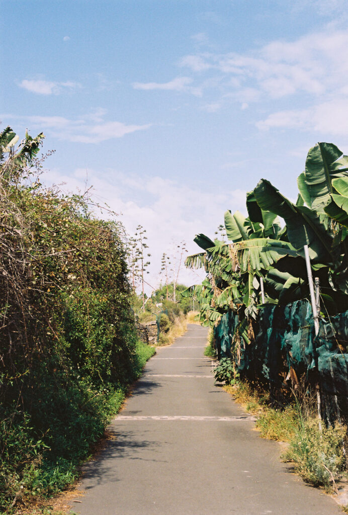 Camino en una finca de plataneras en Canarias