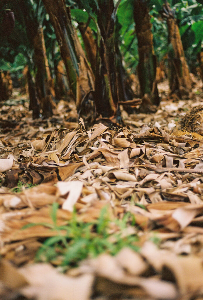 Suelo de una finca de plataneras