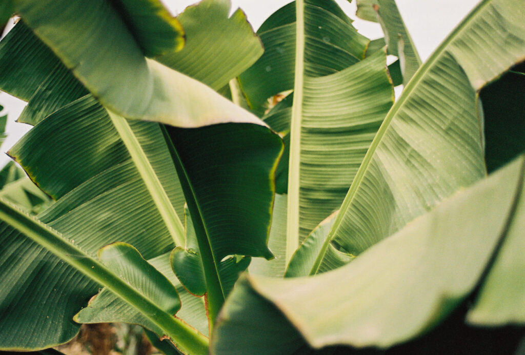 Penacho de plataneras