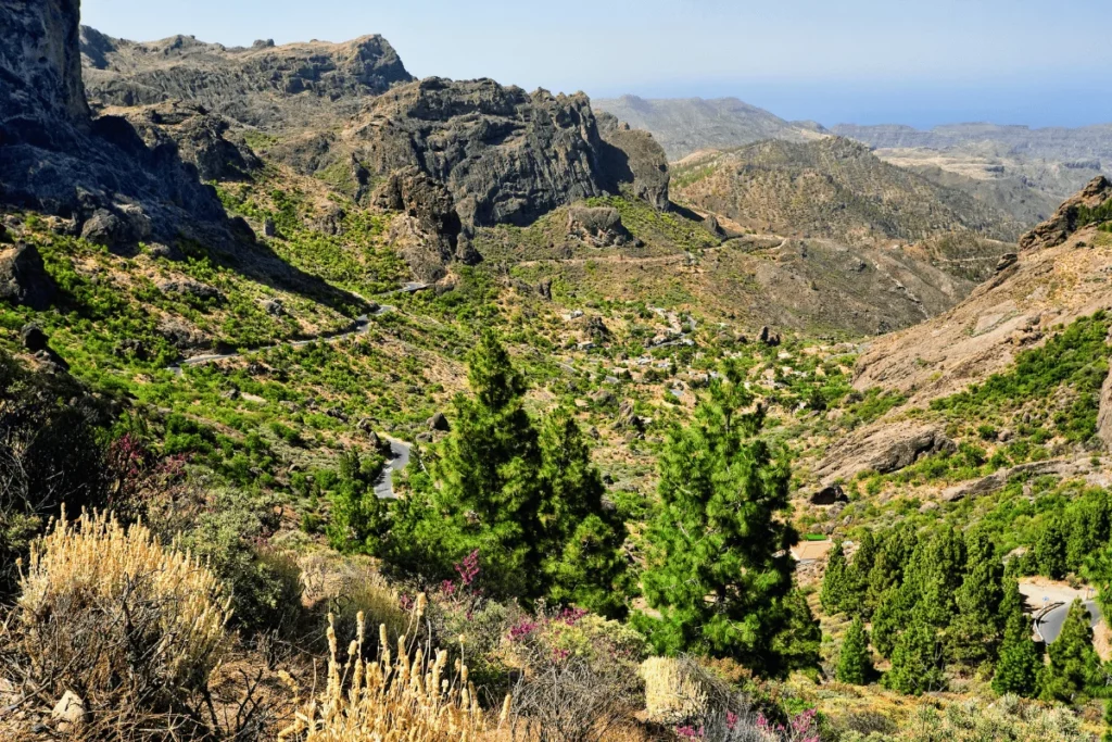 Paisaje volcánico en Tejeda con ejemplares de pinar canario