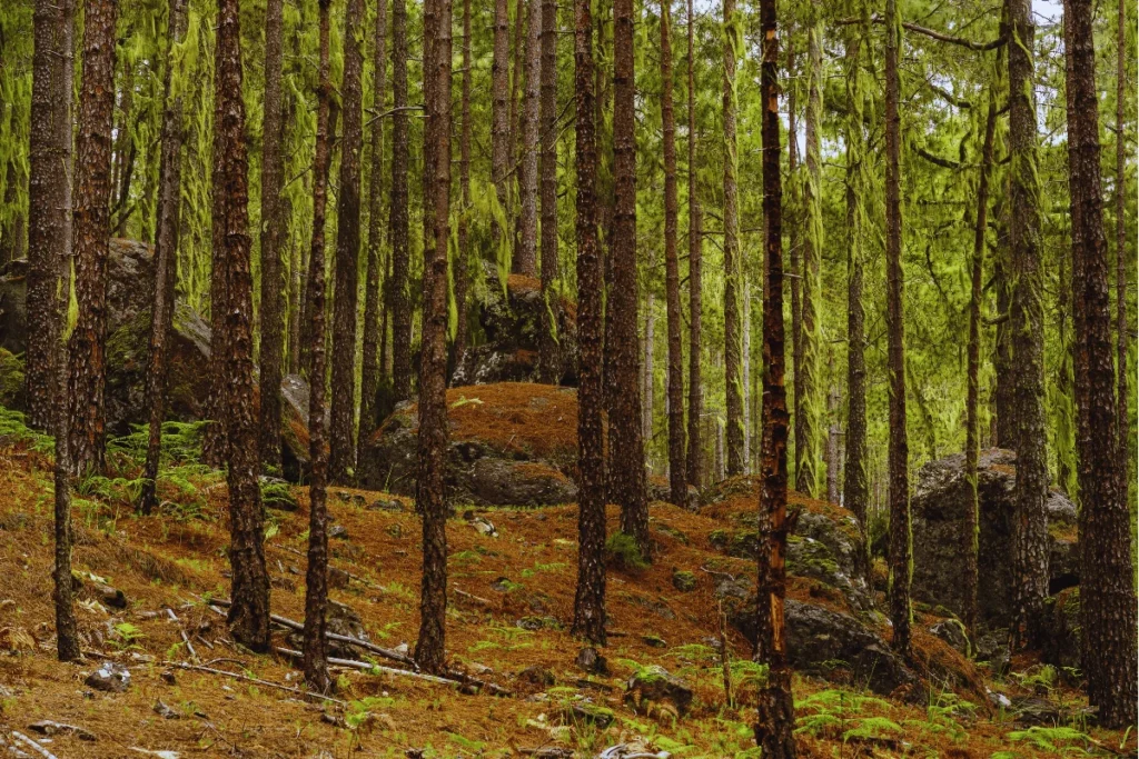 Bosque de pino canario y rocas en el Parque Natural de Tamadaba
