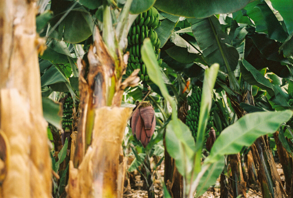 Piñas de plataneras con plátanos