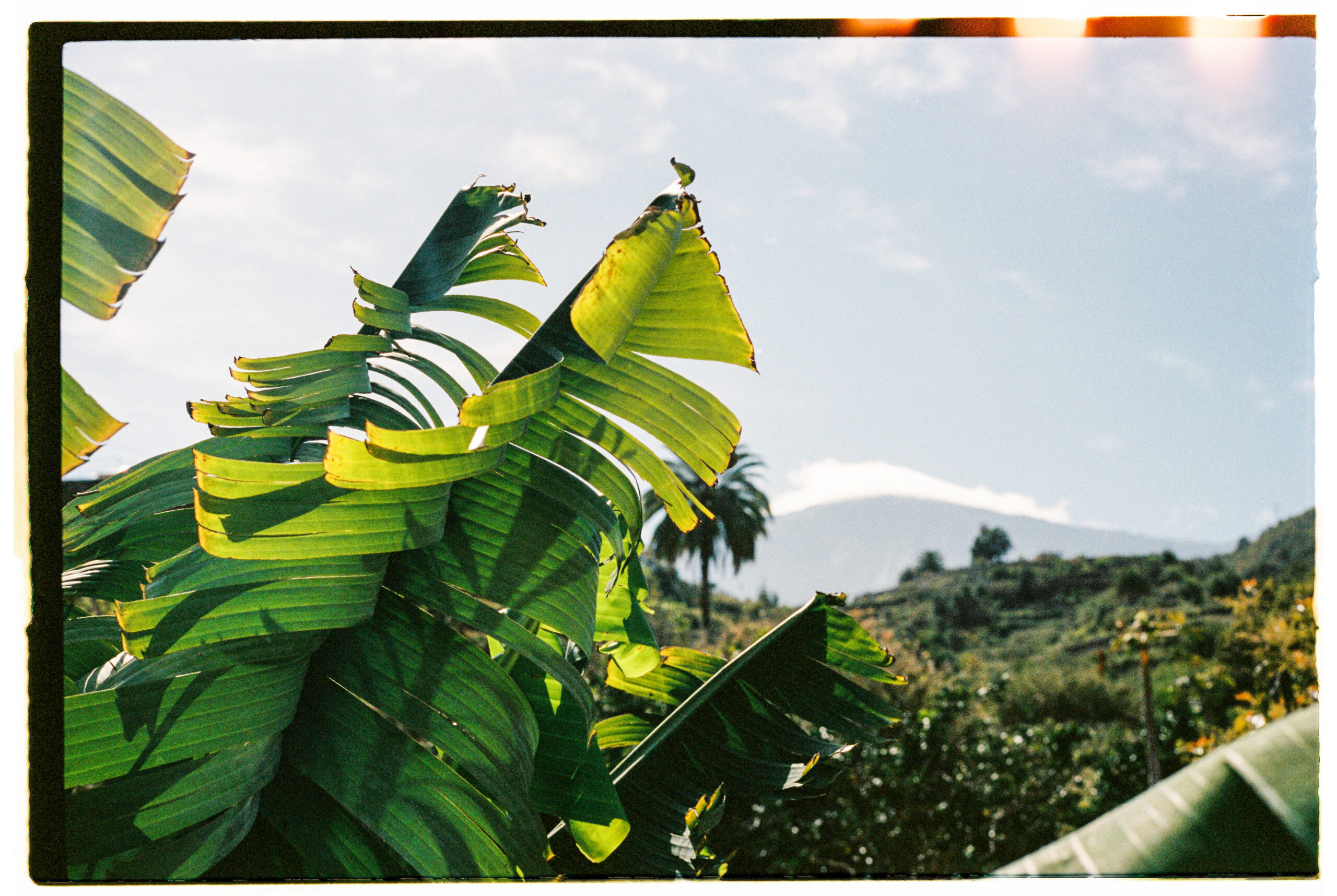 Paisaje de Canarias con unas hojas de platanera en primer plano