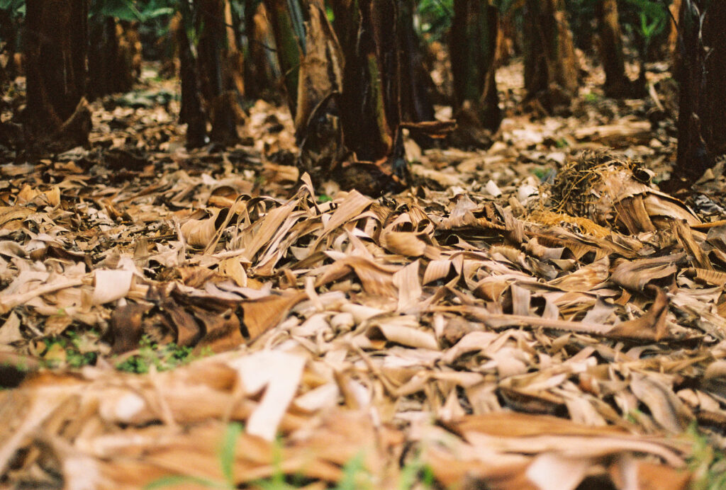 Suelo de una finca de plataneras en Canarias