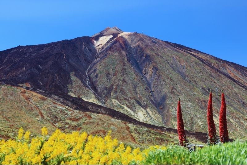 Pico de El Teide con tres tajinastes en flor
