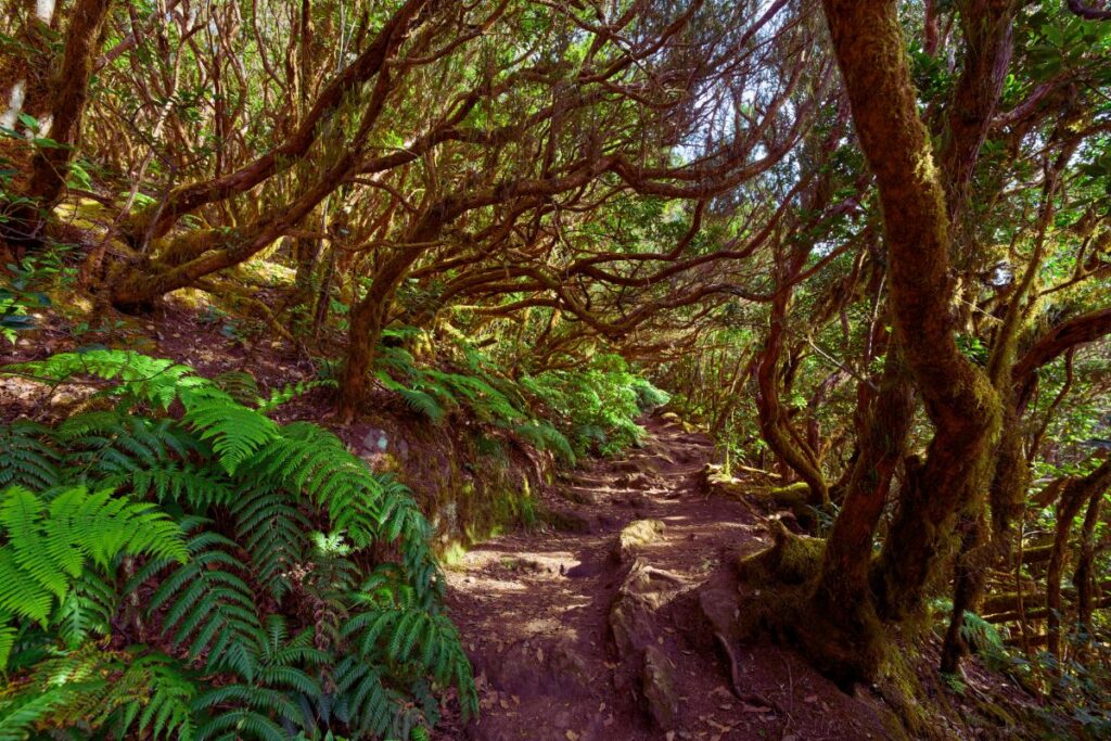 Camino entre árboles de Laurisilva en Anaga