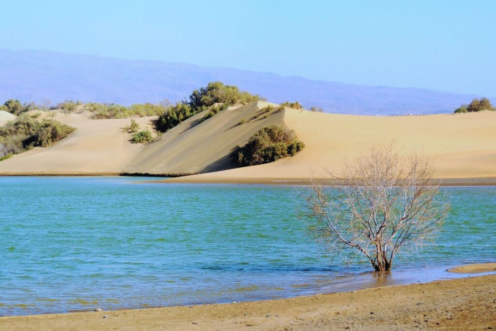 Charca de Maspalomas con dunas al fondo