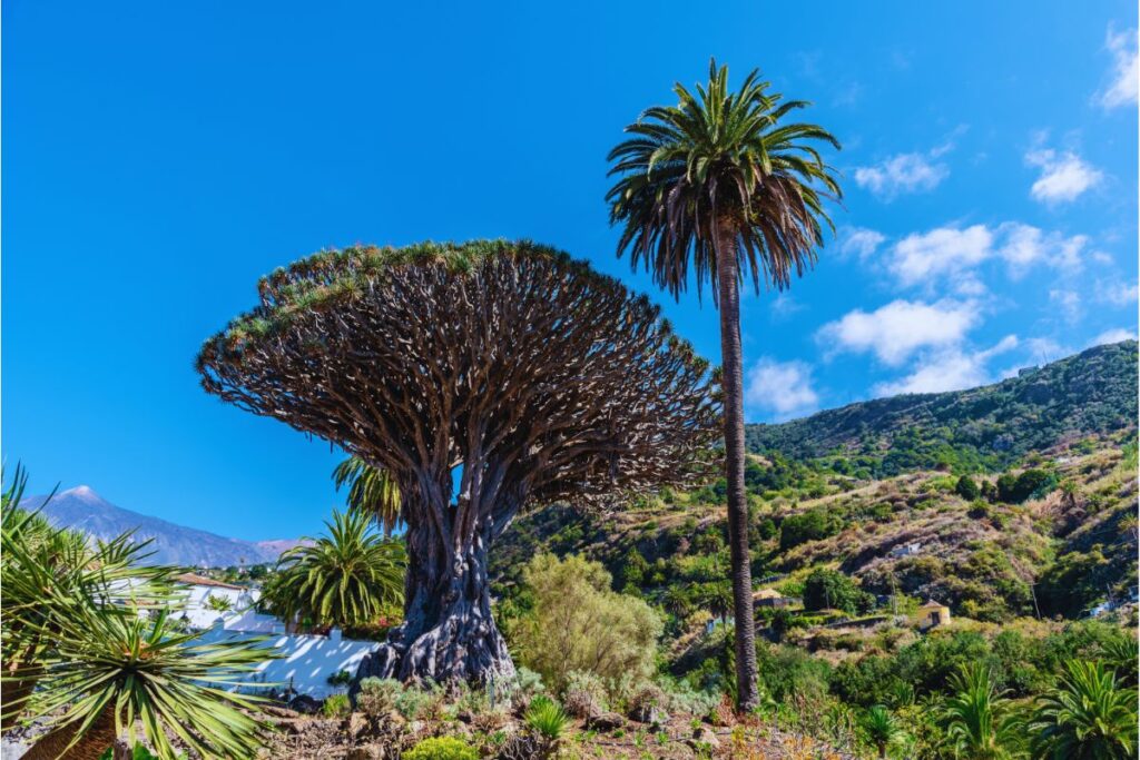 Vista del drago milenario en Icod de los Vinos junto a una palmera