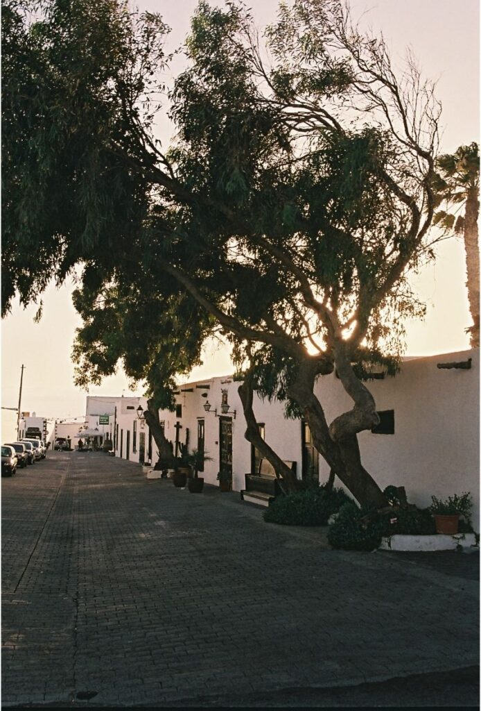 Puesta de sol detrás de unos árboles en Teguise