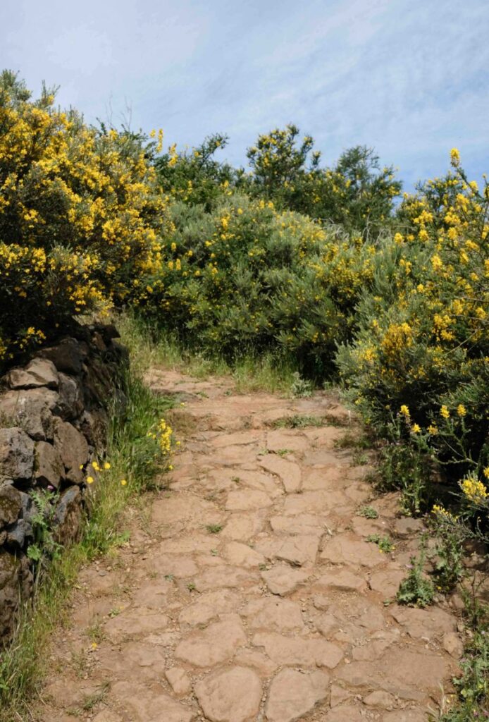 Sendero surcado por flores amarillas