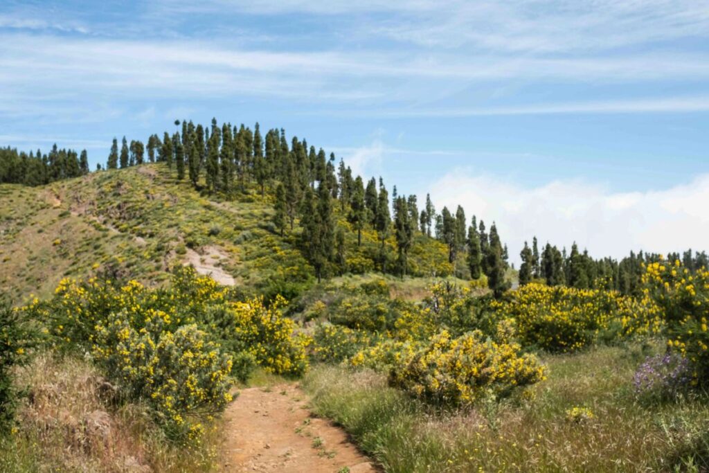 Pinar en Gran Canaria