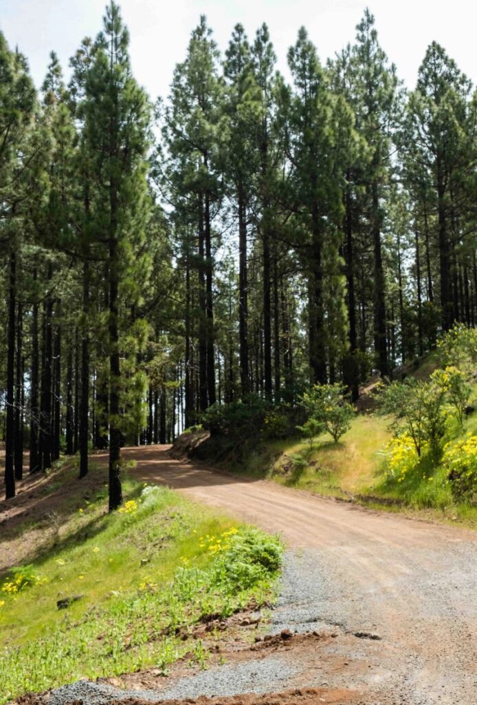 Camino adentrándose en un bosque de pino canario