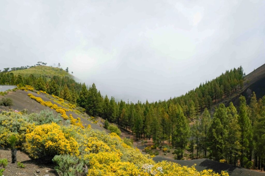 Caldera de los Pinos de Gáldar