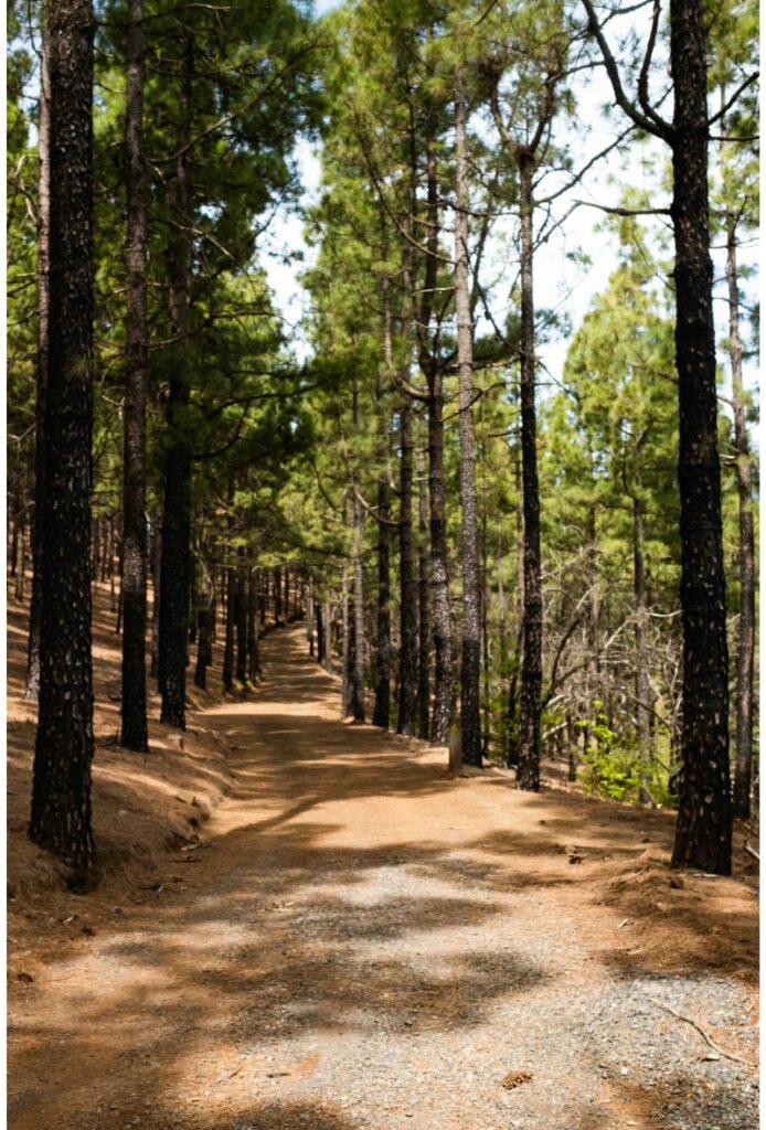 Camino de pinos en Gran Canaria