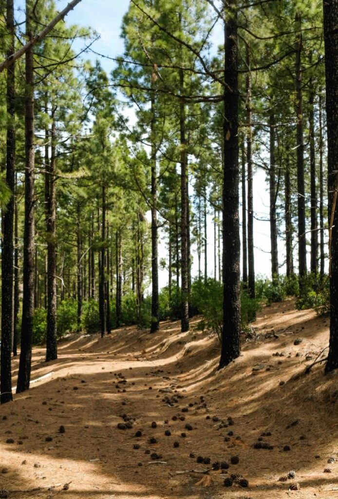 Sendero transcurriendo por pinar en Gran Canaria