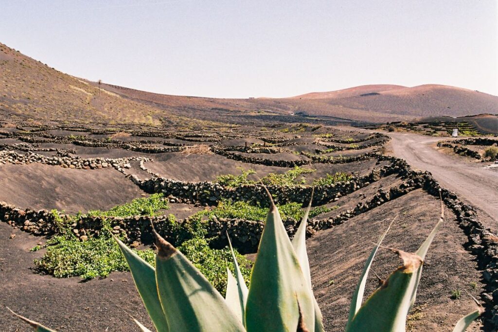 Muros de roca en el valle de La Geria
